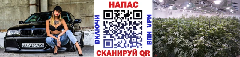 Марихуана индика Чёрмоз